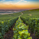 Illustration for article titled Mother Nature delivers a humdinger of a Champagne harvest just when we need it mostem/em